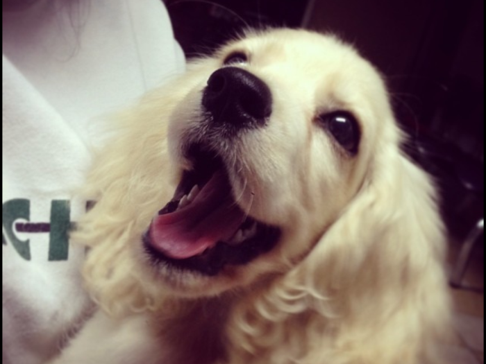 At The Vet For His Shots.. He Thought It Was Tequila Shots!!