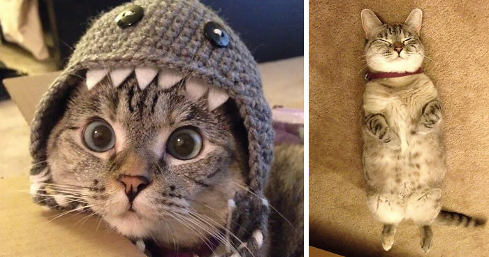 The Story Of Instagram’s Most Famous Cat Nala, Who Has 3.2M Followers