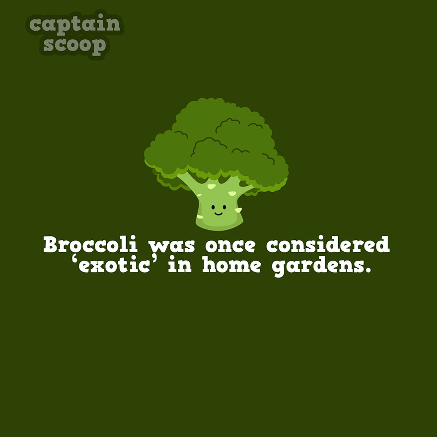 Illustration of a smiling broccoli with a fact about vegetables being once considered exotic in home gardens.