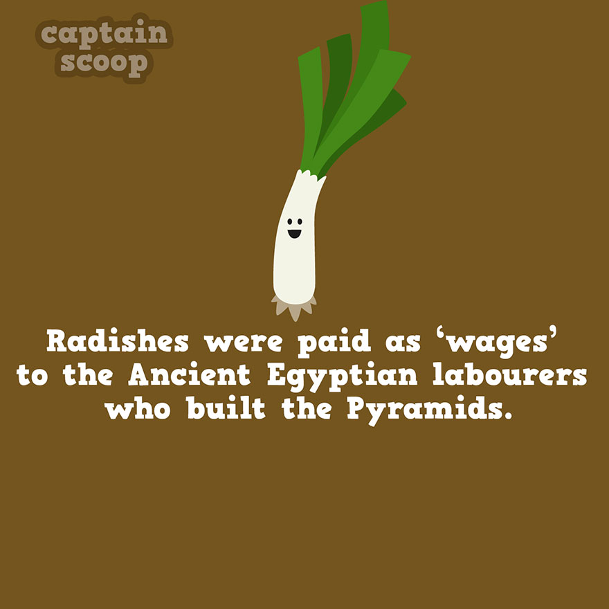 Illustration of a happy vegetable character with a fun fact about vegetables and ancient Egyptian pyramid labor wages.