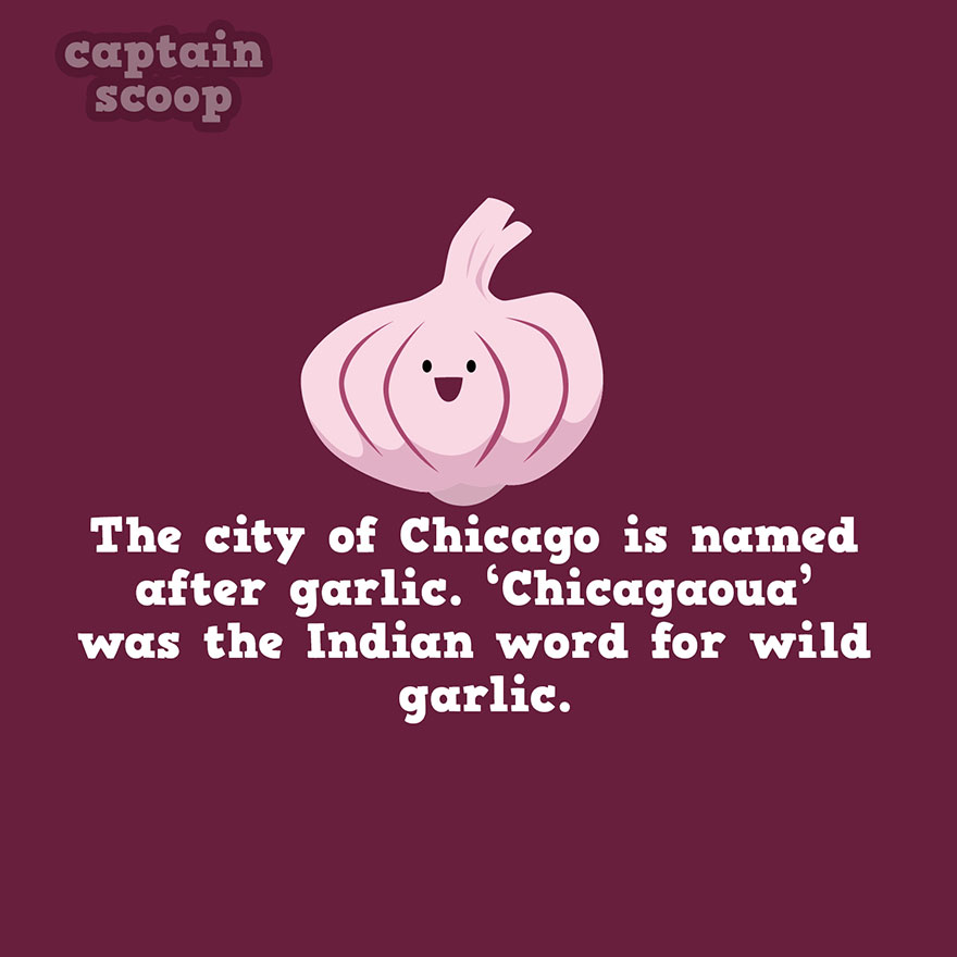 Illustration of garlic with a fact about Chicago’s name origin related to vegetables and wild garlic.