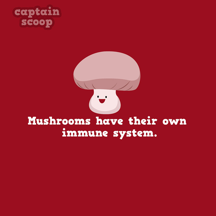 Cute cartoon mushroom on red background with text about interesting vegetable facts and mushroom immune system.