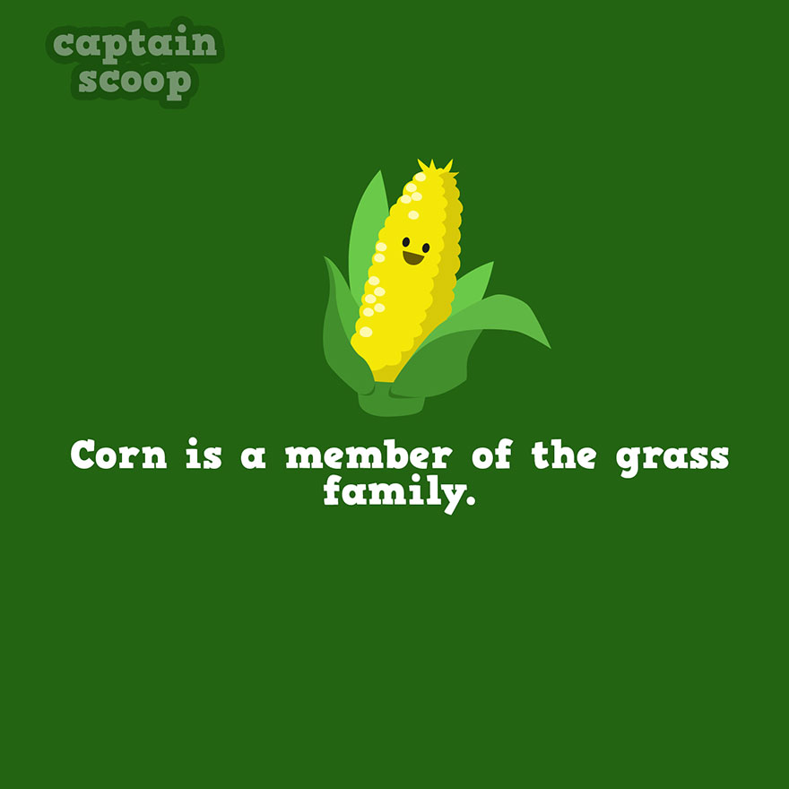 Cute smiling corn with husk on green background showing cool facts about vegetables and their family.