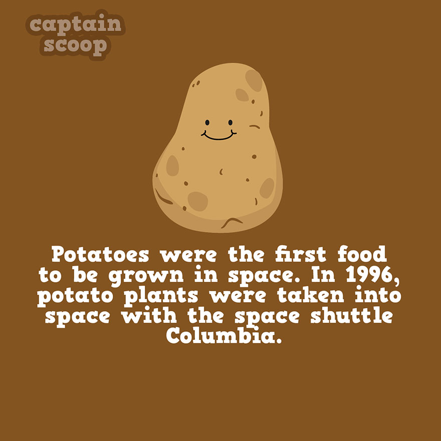 Illustration of a smiling potato with a fact about potatoes being the first vegetables grown in space in 1996.