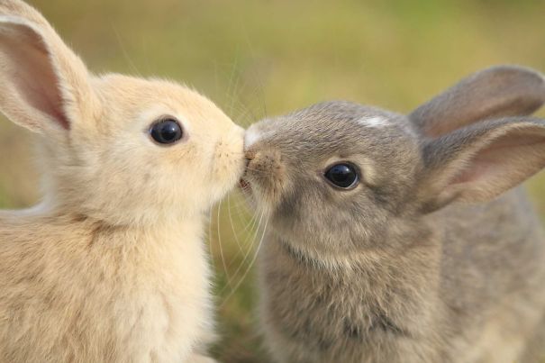 Two cute bunnies snuggling, one blond and one gray, with big eyes and soft fur in a grassy setting.