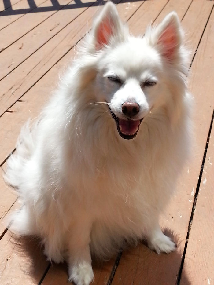 My Eskie, Joonie - This Face Always Makes Me Happy!