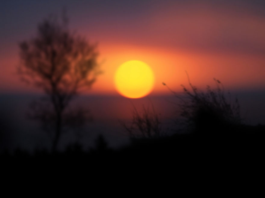 Trees! Don't Just Pass Them By Trees! Don't Just Pass Them By