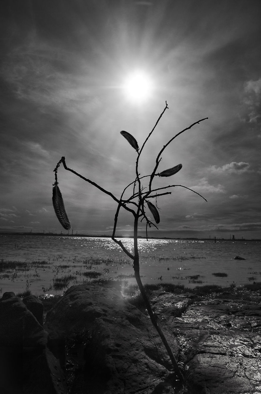 Trees! Don't Just Pass Them By Trees! Don't Just Pass Them By