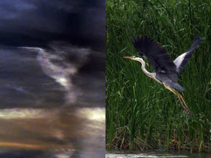 Clouds Looks Like Blue Heron, I Made Both Of Pictures On The Same Holiday. Tisza Lake, Hungary