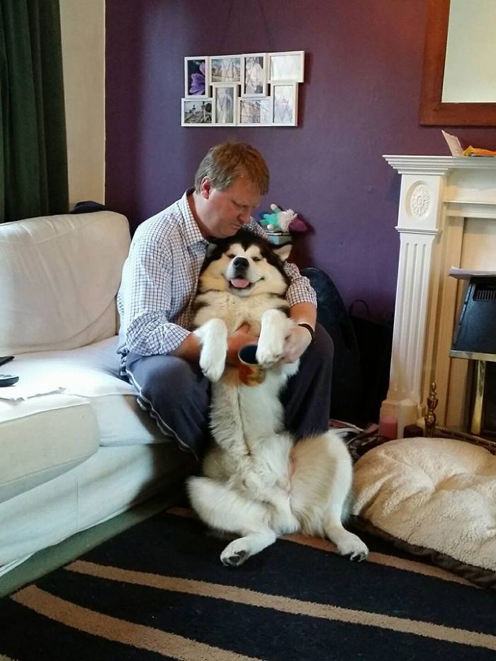 Mac The Malamute Smiling