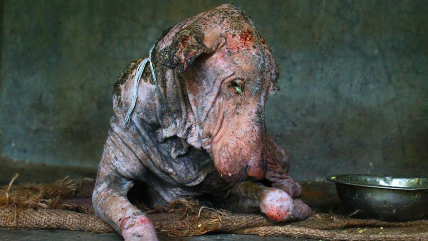 mange-sick-dog-rescue-animal-aid-unlimited-1 mange-sick-dog-rescue-animal-aid-unlimited-1