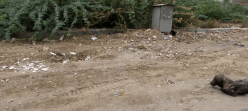 mange-sick-dog-rescue-animal-aid-unlimited-gif-4 mange-sick-dog-rescue-animal-aid-unlimited-gif-4