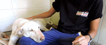 mange-sick-dog-rescue-animal-aid-unlimited-gif-7 mange-sick-dog-rescue-animal-aid-unlimited-gif-7