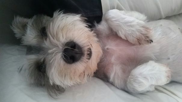 Mylo, The Mauzer (miniature Schnauzer + Maltese)