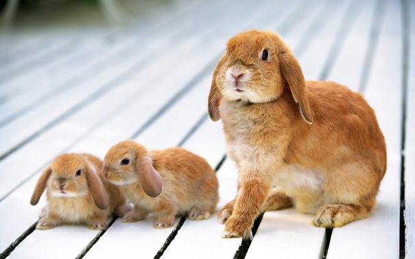 Three adorable bunnies on a white wooden surface, showcasing their cuteness together.