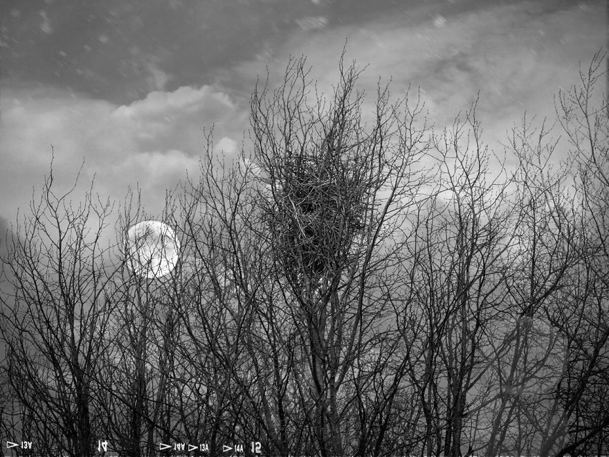 Trees! Don't Just Pass Them By