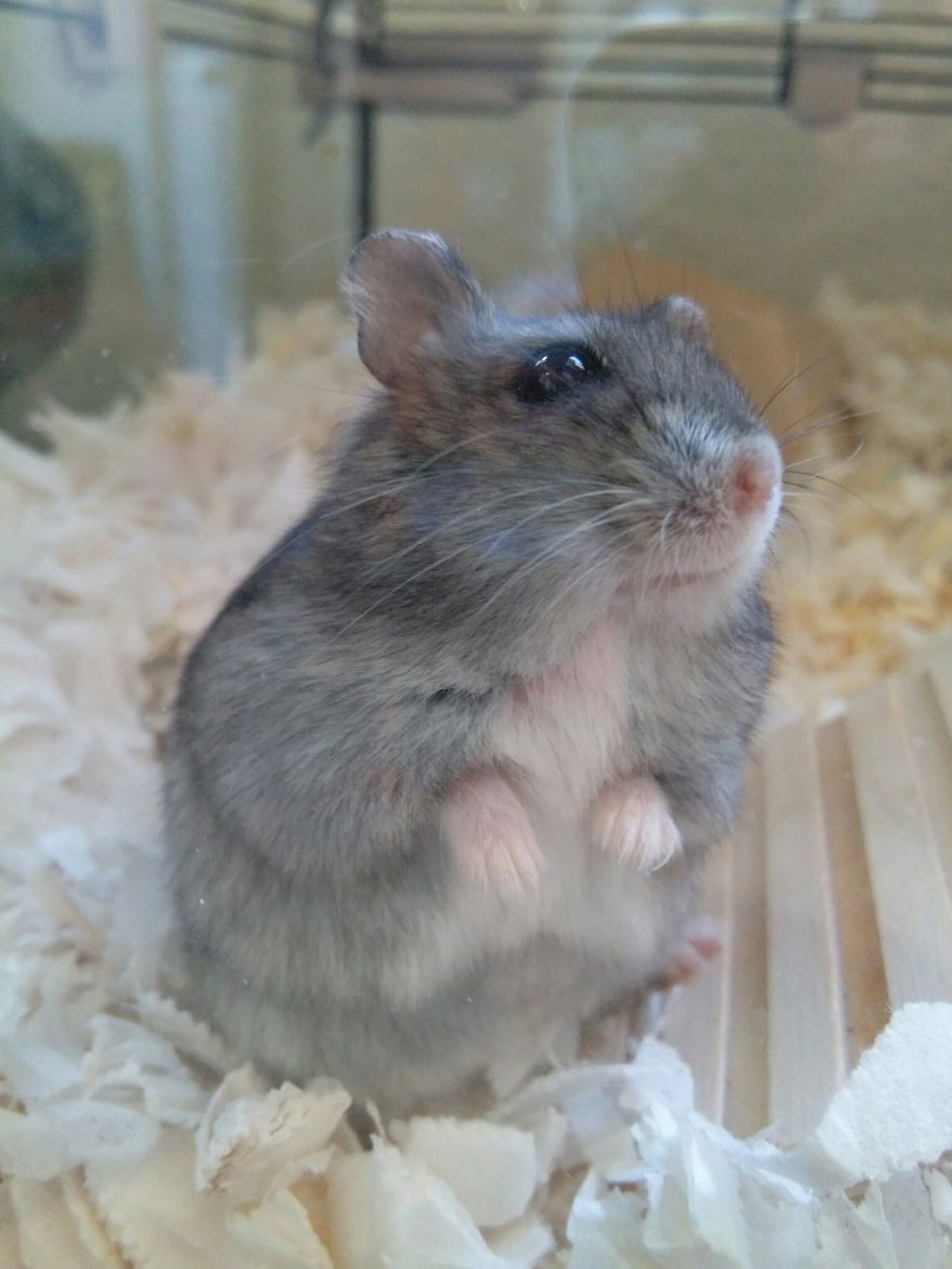 Munchkin Come A Russeling