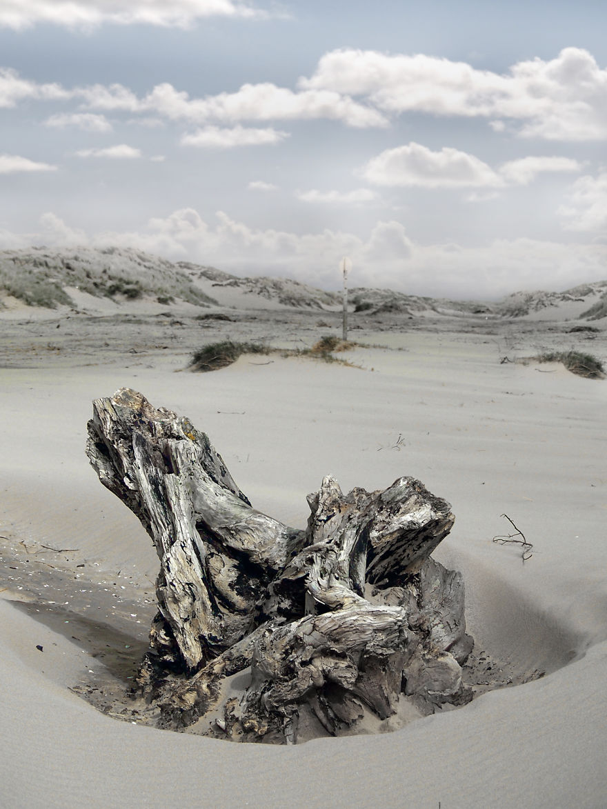 Trees! Don't Just Pass Them By Trees! Don't Just Pass Them By