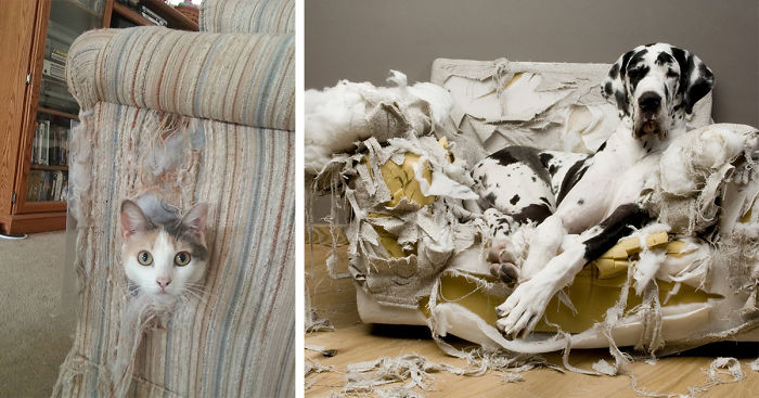 Who Owns A Pet As Naughty As A Little Demon?