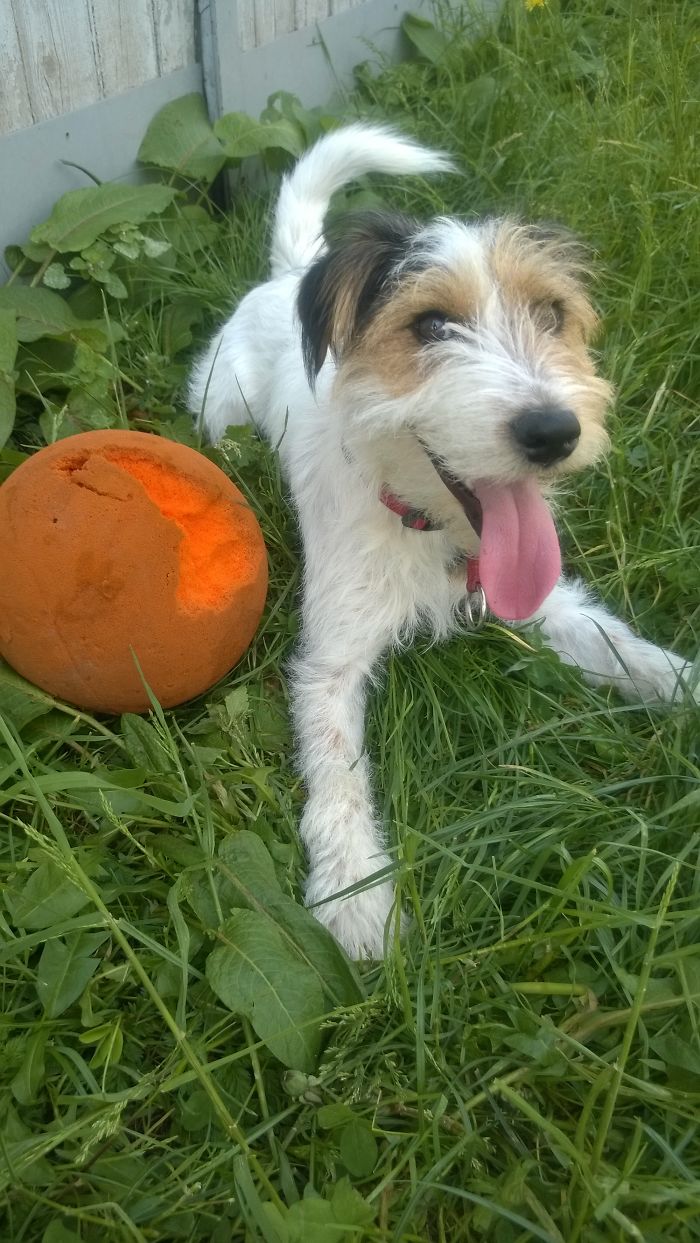 Pépin Is Always Happy To Play!