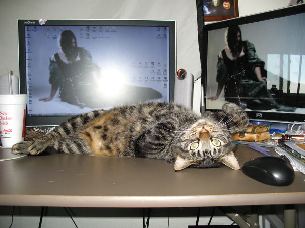 Orion Saying "no Work For You... Love Me!"