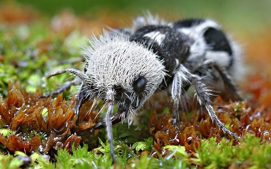 This Cute Panda-Ant Is Actually A "Cow Killer" Wasp