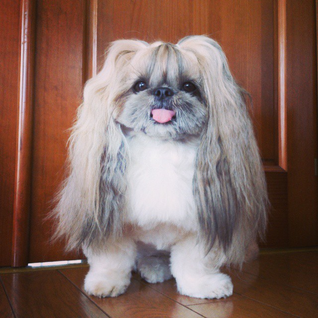 pekingese-dog-hairstyles-kuma-13