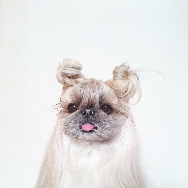 pekingese-dog-hairstyles-kuma-22 pekingese-dog-hairstyles-kuma-22