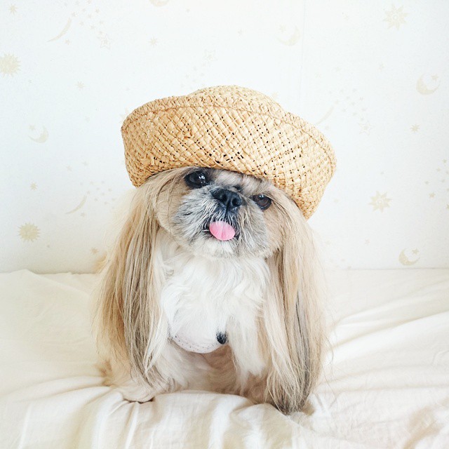 pekingese-dog-hairstyles-kuma-33