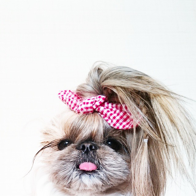 pekingese-dog-hairstyles-kuma-39 pekingese-dog-hairstyles-kuma-39