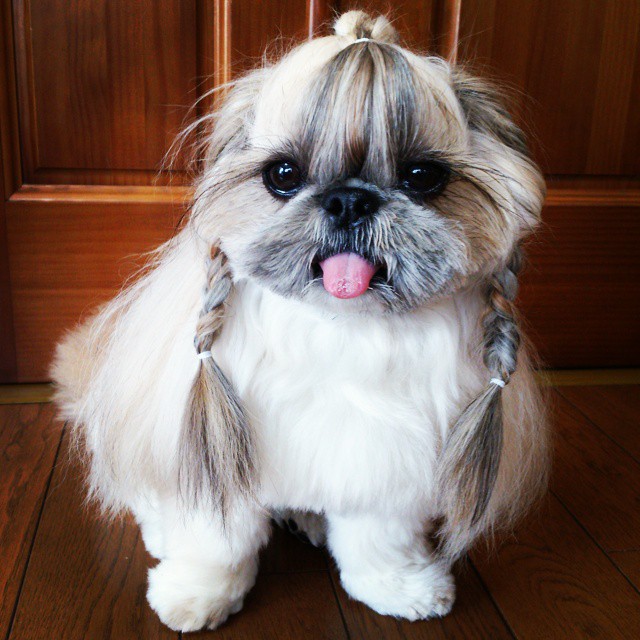 pekingese-dog-hairstyles-kuma-49