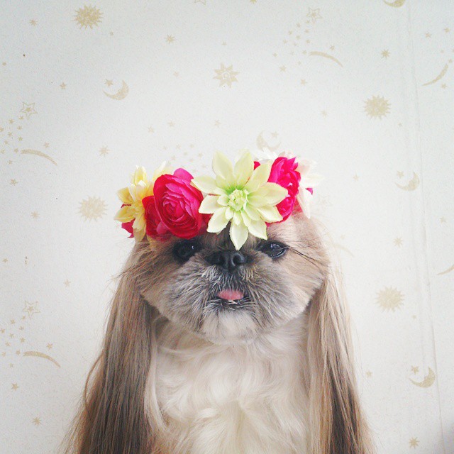 pekingese-dog-hairstyles-kuma-6