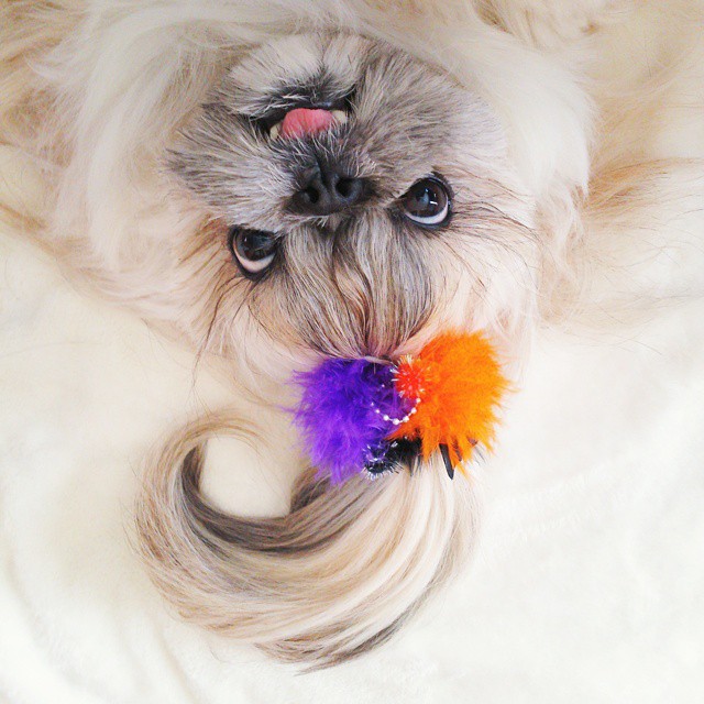 pekingese-dog-hairstyles-kuma-9