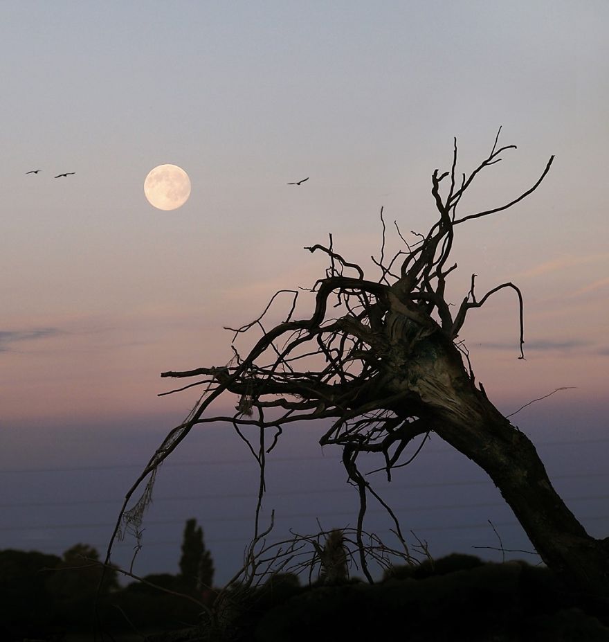 Trees! Don't Just Pass Them By Trees! Don't Just Pass Them By