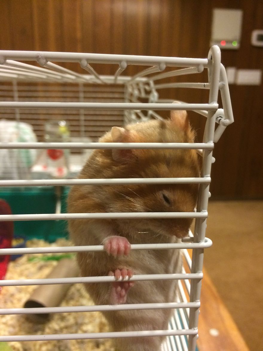 Fell Asleep While Climbing His Cage...