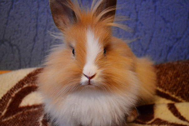 Adorable fluffy bunny sitting on a patterned blanket with a blue background.