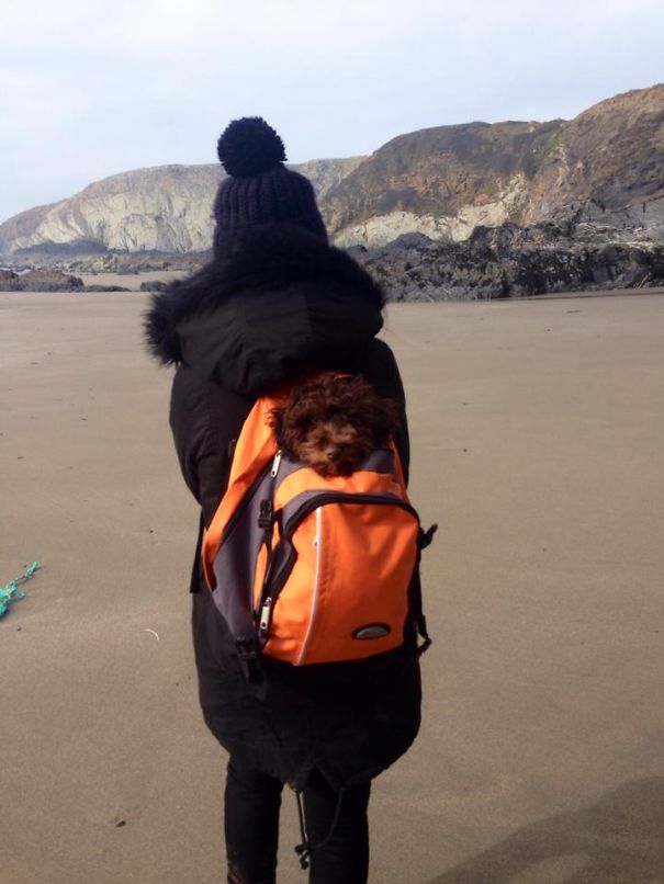 Tired Pup Needs A Lift After A Long Hike That Ended On The Beach :)