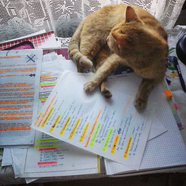 Oh You Need To Study, I'll Help You..