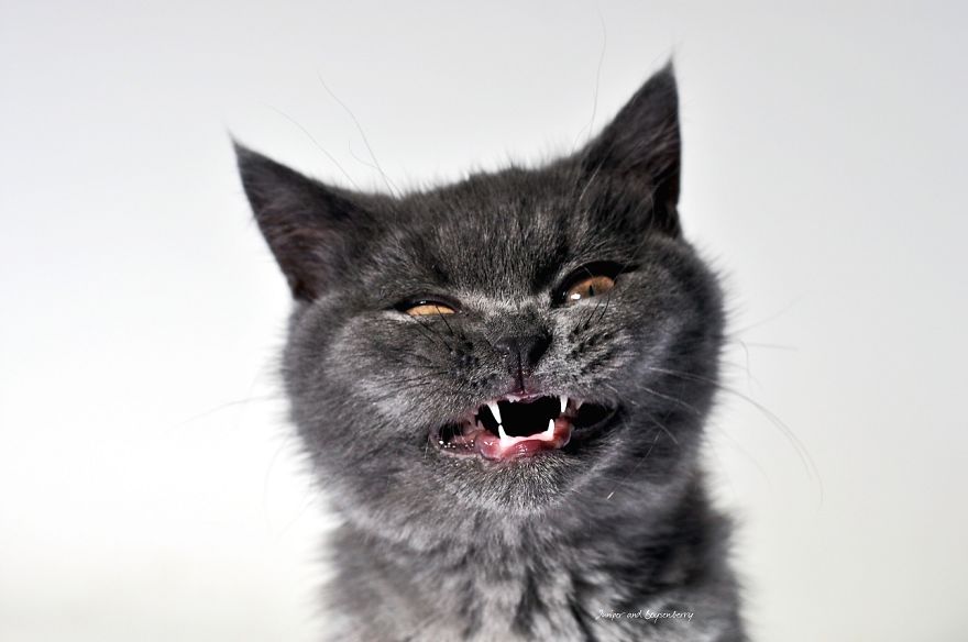 Boysenberry Loves His Kitty Life !