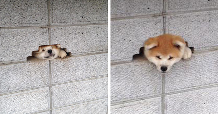 This Dog Desperately Wants To Say Hi