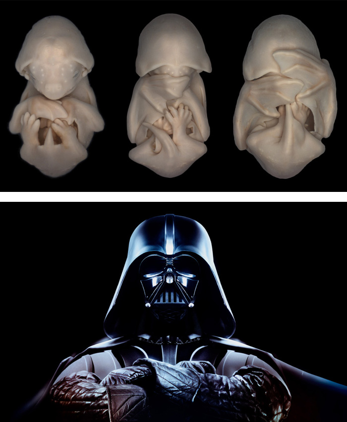 Bat Embryos Are Like Tiny Darth Vaders