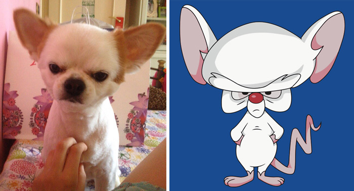 "Brain, What Do You Want To Do Tonight?" "The Same Thing We Do Every Night, Pinky - Try To Take Over The World!"