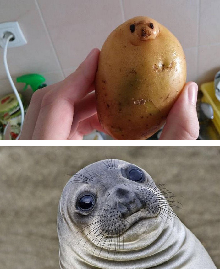 Potato Seal