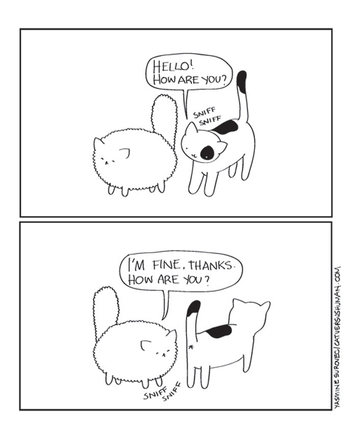 The Reality Of Owning A Cat