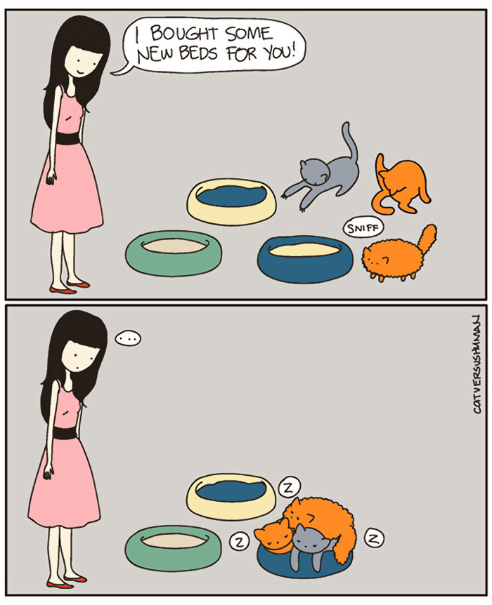 The Reality Of Owning A Cat