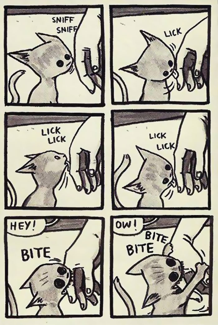 The Reality Of Owning A Cat