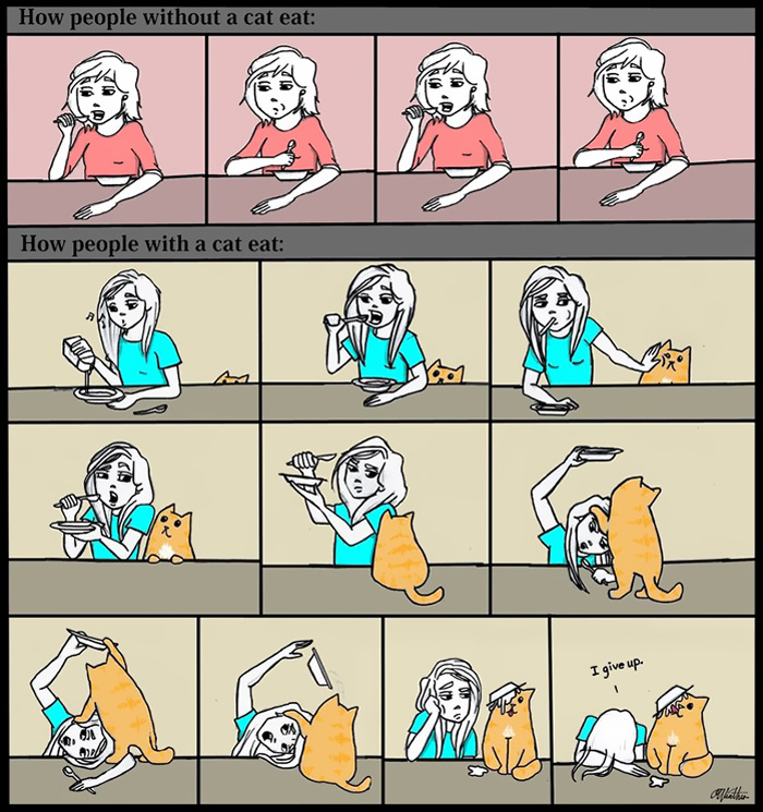 The Reality Of Owning A Cat