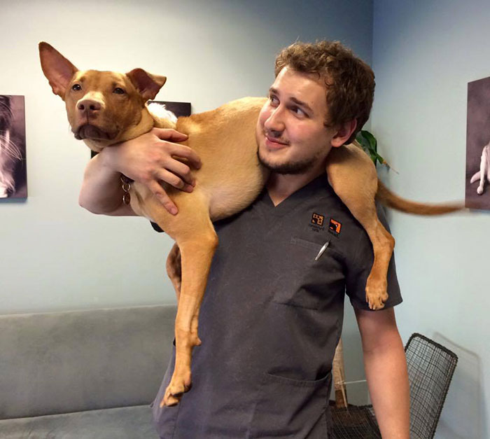 two-starving-dogs-transform-rescued-trio-animal-foundation-chicago-7 two-starving-dogs-transform-rescued-trio-animal-foundation-chicago-7