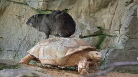Hyrax And Turtle
