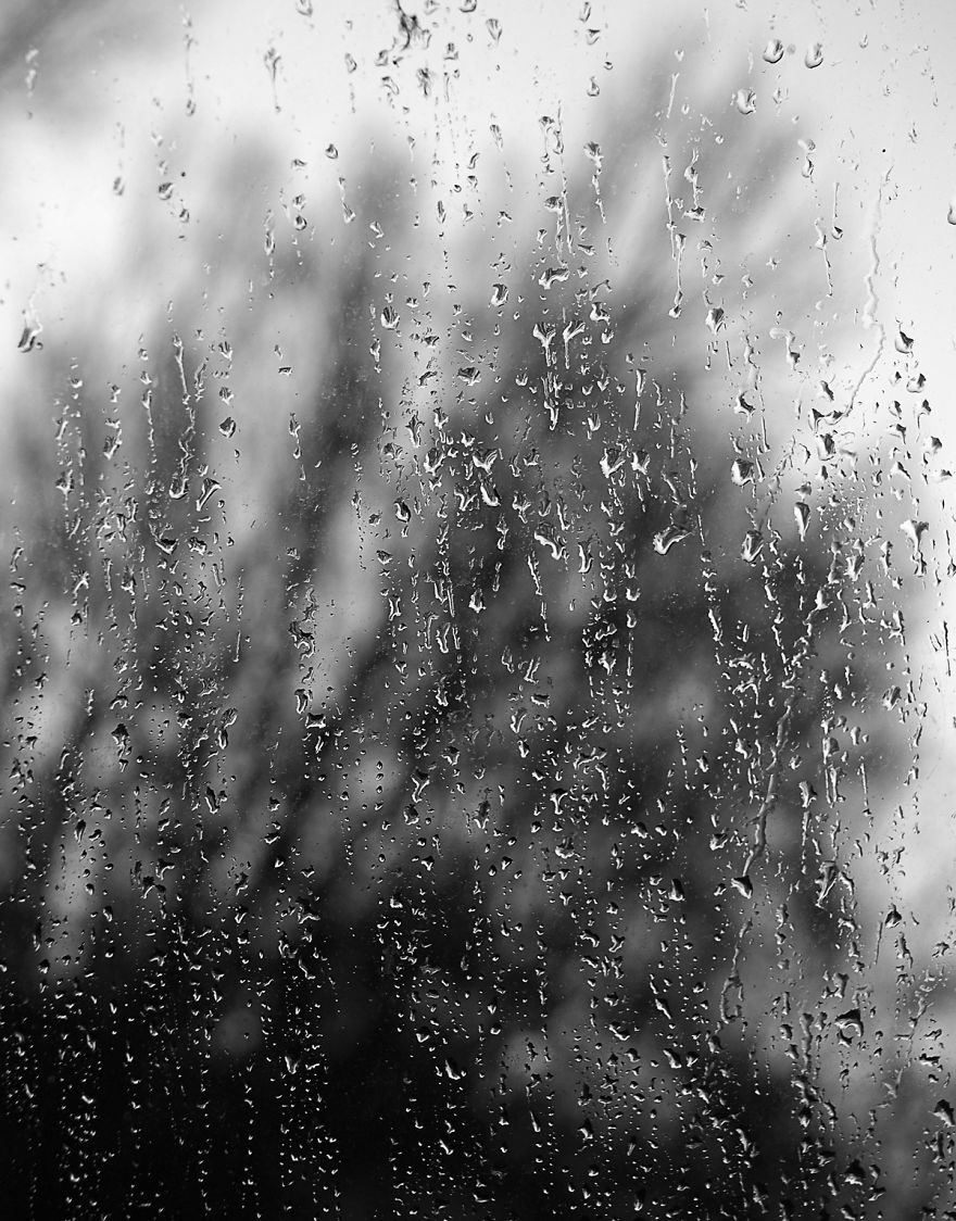 Trees! Don't Just Pass Them By Trees! Don't Just Pass Them By